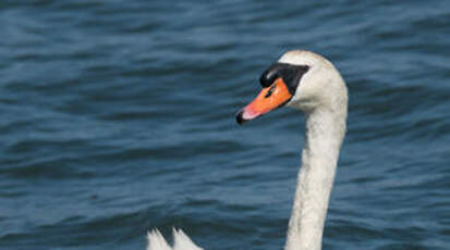 Cygne tuberculé