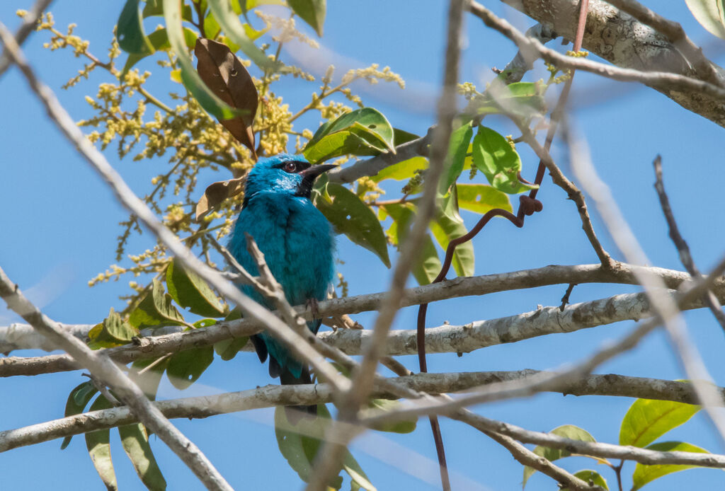 Dacnis bleu