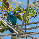 Dacnis bleu