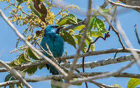 Dacnis bleu