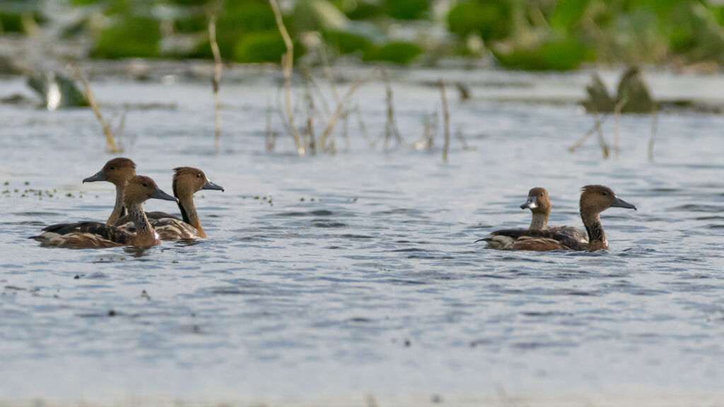 Fulvous Whistling Duck