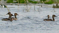 Dendrocygne fauve