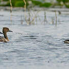 Dendrocygne fauve