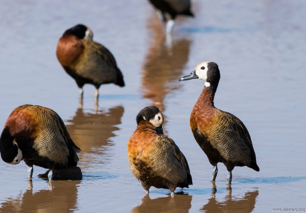 White-faced Whistling Duck