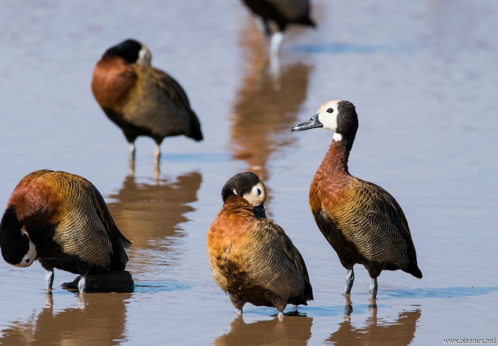 Dendrocygne veuf