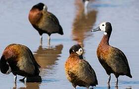 White-faced Whistling Duck