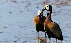 White-faced Whistling Duck