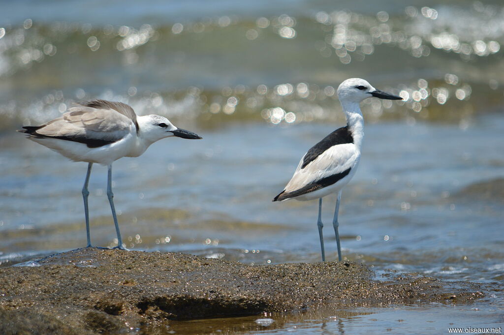 Crab-plover