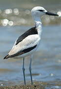 Crab-plover