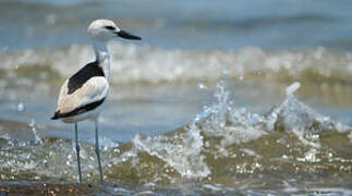 Crab-plover