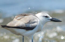 Crab-plover