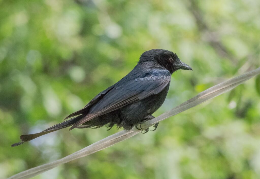 Fork-tailed Drongo