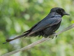 Fork-tailed Drongo