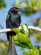 Drongo de Mayotte