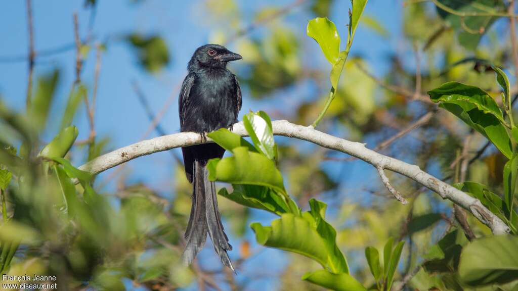 Drongo de Mayotte