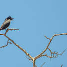 Drongo malgache