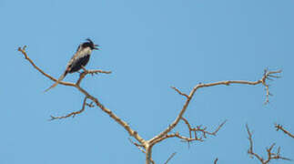 Crested Drongo