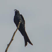 Crested Drongo