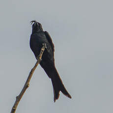 Drongo malgache