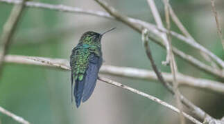 Fork-tailed Woodnymph