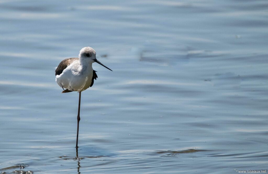 Black-winged Stilt