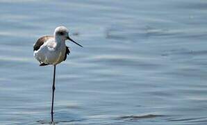 Black-winged Stilt