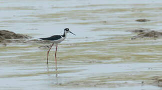 Black-necked Stilt