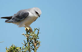 Black-winged Kite