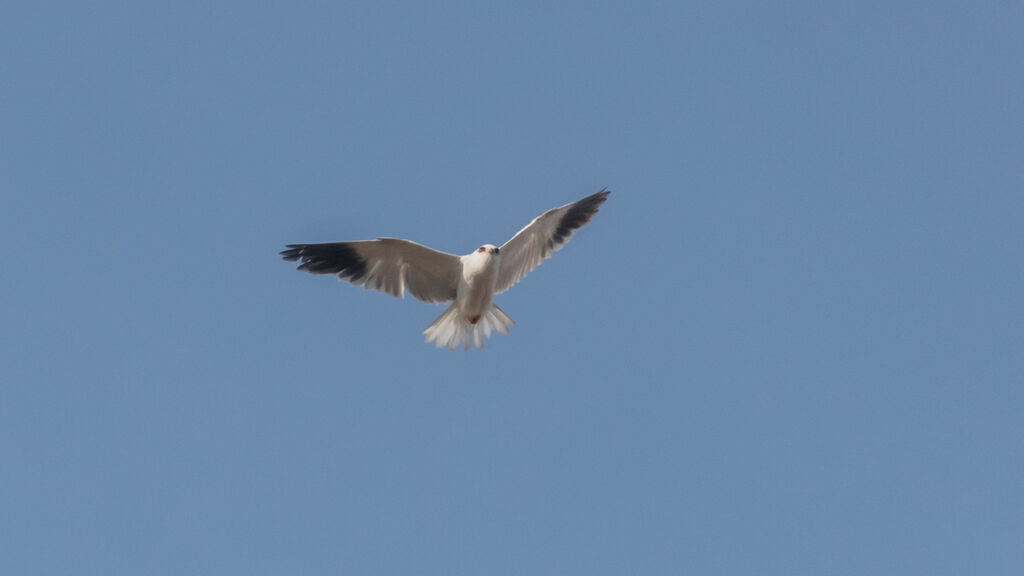 Black-winged Kite