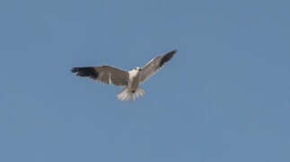 Black-winged Kite