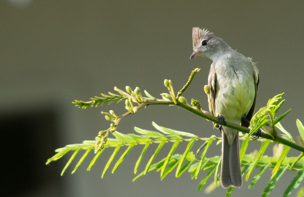 Yellow-bellied Elaenia