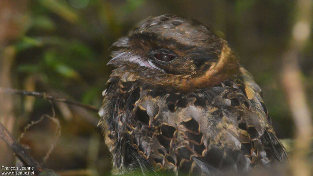 Collared Nightjaradult, close-up portrait