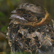 Collared Nightjar