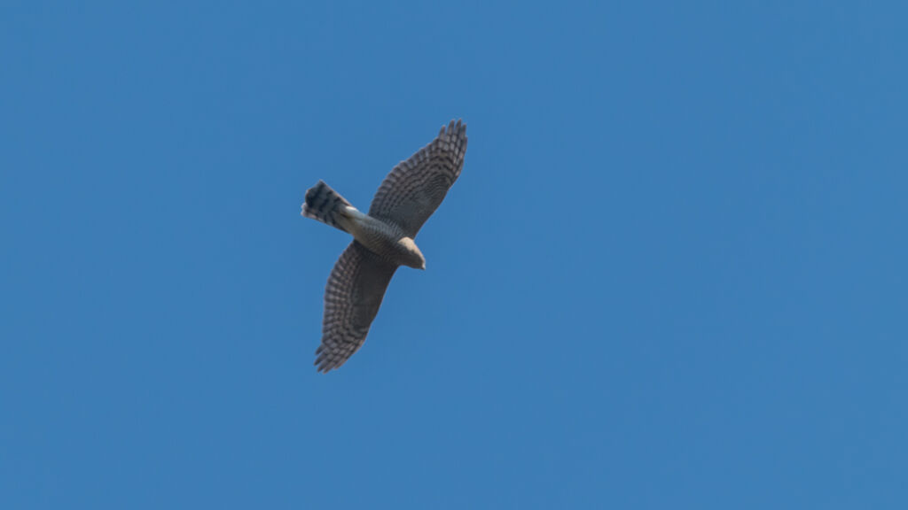 Eurasian Sparrowhawk