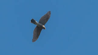 Eurasian Sparrowhawk