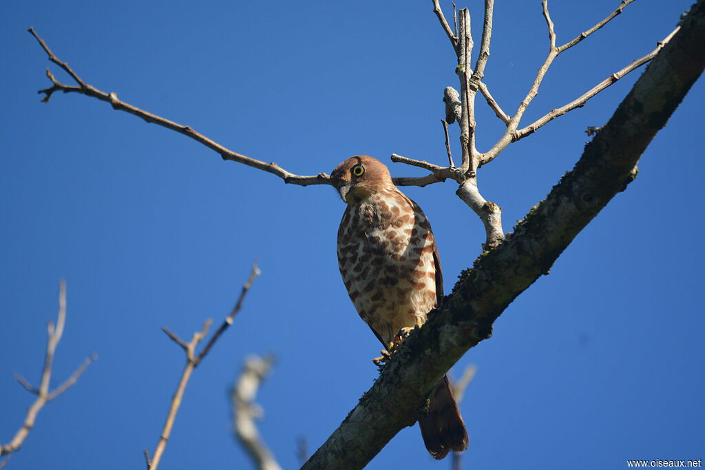 Frances's Sparrowhawkadult, close-up portrait