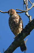 Frances's Sparrowhawk