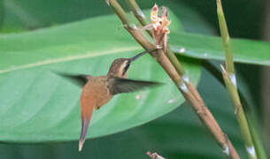 Reddish Hermit