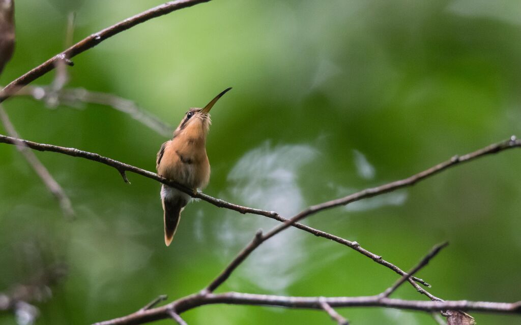 Reddish Hermit