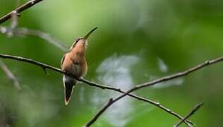 Reddish Hermit