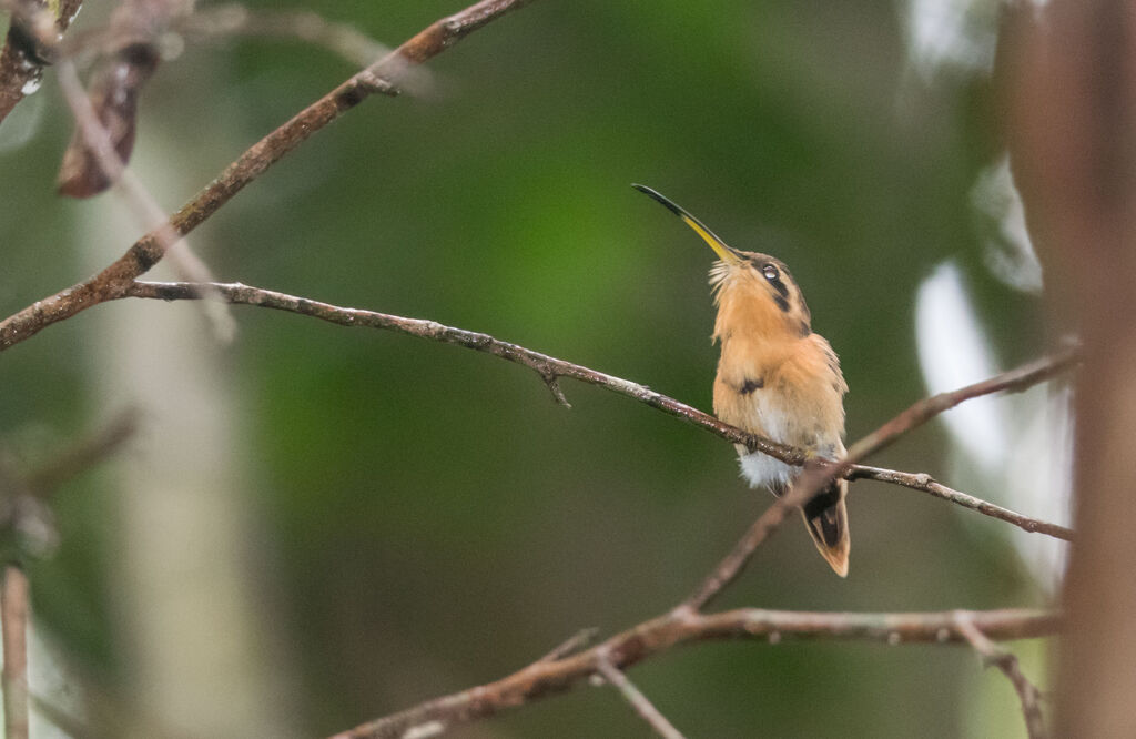 Reddish Hermit