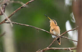 Reddish Hermit