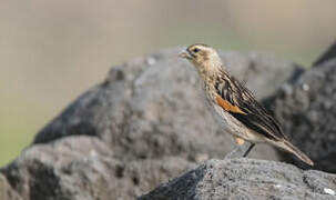 Fan-tailed Widowbird