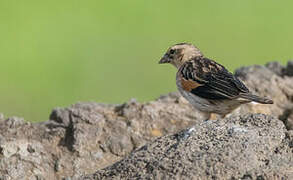 Fan-tailed Widowbird