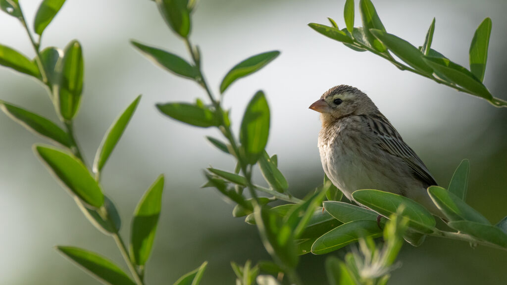 Southern Red Bishop