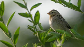 Southern Red Bishop