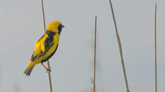 Yellow-crowned Bishop