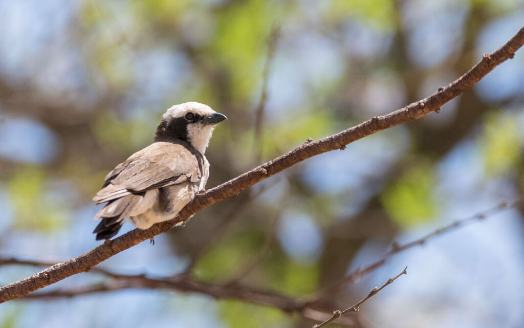 Northern White-crowned Shrike