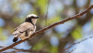 Northern White-crowned Shrike