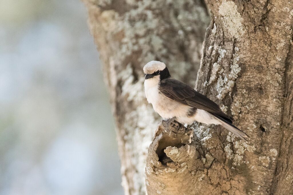 Northern White-crowned Shrike